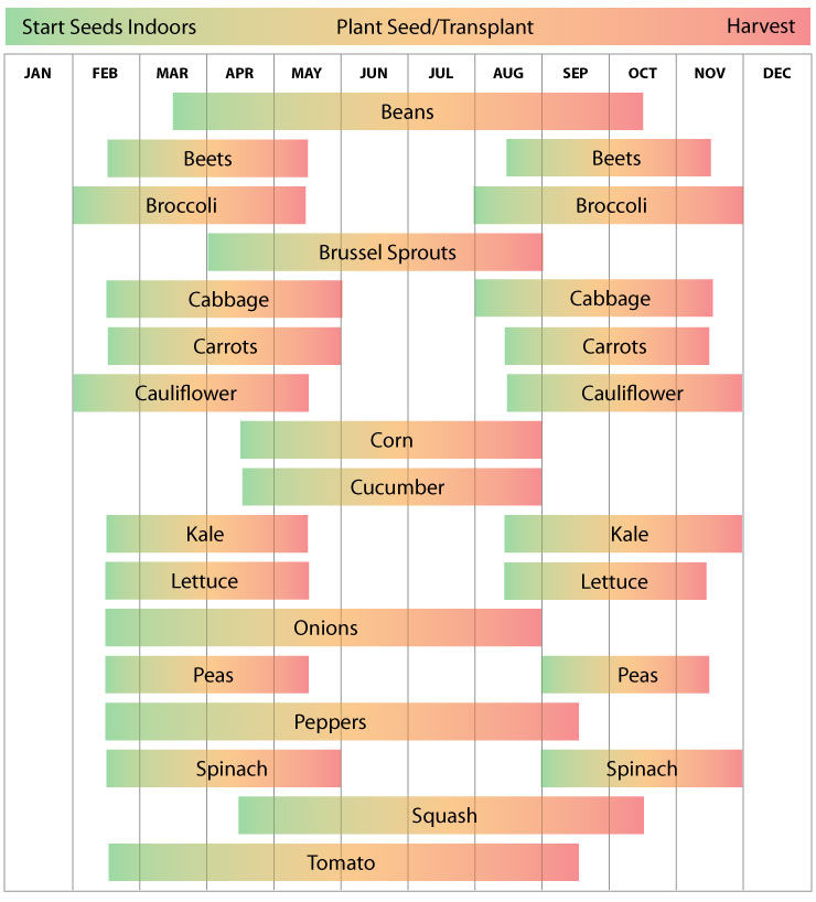 Zone 8 Vegetable Planting Calendar Guide